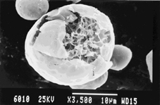 シラスバルーンの顕微鏡写真